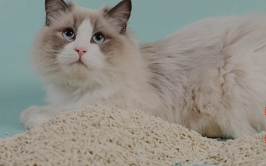 How to Determine If Your Cat Is Overweight