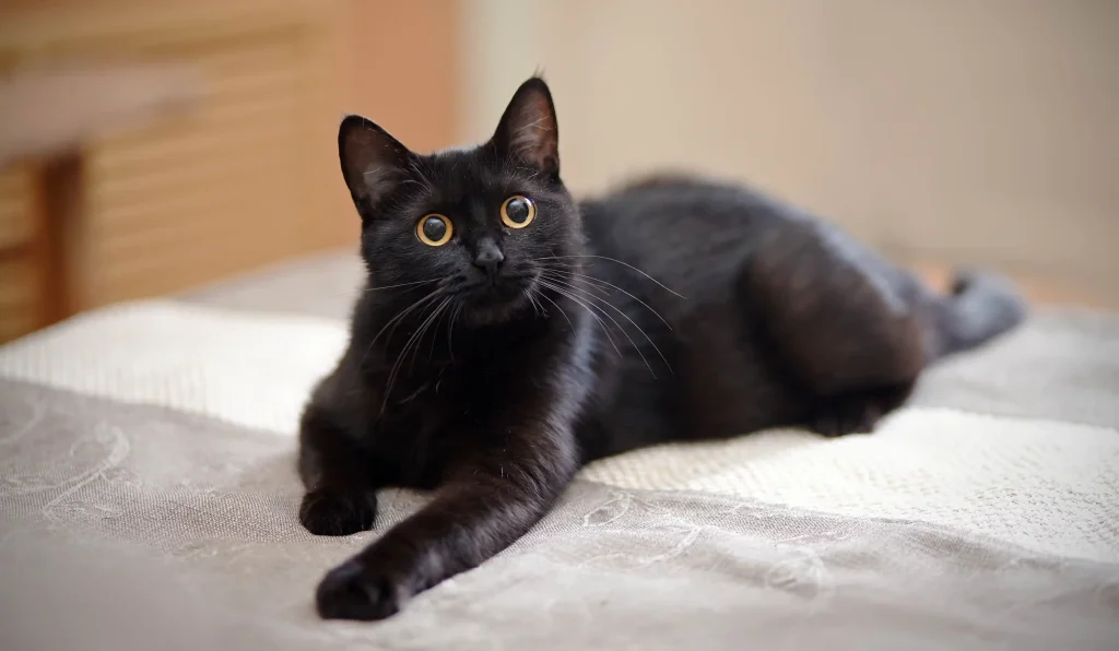8 Reasons Why Black Cats Make Great Pets