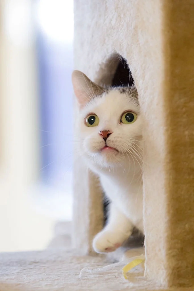 Are Cats Smart？