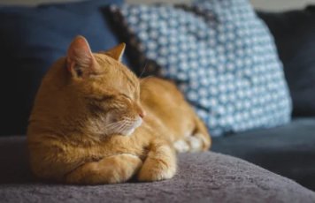 My Cat Hates the Litter Box! Solving Aversion and Stopping Accidents