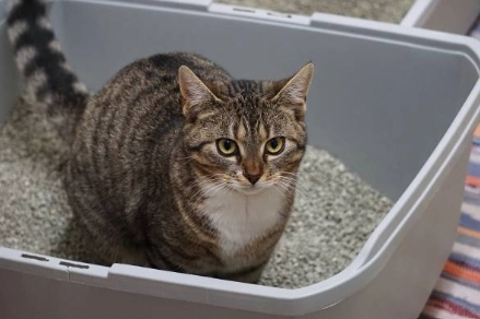 bentonite cat litter1