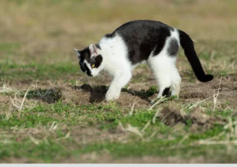 Why Do Cats Dig So Much Secrets Behind Their Playful Habits