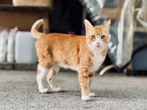 A playful orange and white cat standing on the ground, looking directly at the camera